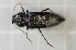  ( - GBOL00060)  @14 [ ] CreativeCommons - Attribution Non-Commercial Share-Alike (2015) Unspecified SNSB, Zoologische Staatssammlung Muenchen
