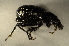  ( - GBOL00074)  @12 [ ] CreativeCommons - Attribution Non-Commercial Share-Alike (2015) Unspecified SNSB, Zoologische Staatssammlung Muenchen