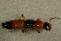  (Paederus brevipennis - GBOL00089)  @13 [ ] CreativeCommons - Attribution Non-Commercial Share-Alike (2015) Unspecified SNSB, Zoologische Staatssammlung Muenchen