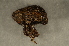  ( - GBOL00097)  @12 [ ] CreativeCommons - Attribution Non-Commercial Share-Alike (2015) Unspecified SNSB, Zoologische Staatssammlung Muenchen