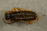  ( - GBOL00098)  @13 [ ] CreativeCommons - Attribution Non-Commercial Share-Alike (2015) Unspecified SNSB, Zoologische Staatssammlung Muenchen
