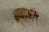  ( - GBOL00102)  @12 [ ] CreativeCommons - Attribution Non-Commercial Share-Alike (2015) Unspecified SNSB, Zoologische Staatssammlung Muenchen