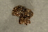  (Acalles echinatus - GBOL00113)  @12 [ ] CreativeCommons - Attribution Non-Commercial Share-Alike (2015) Unspecified SNSB, Zoologische Staatssammlung Muenchen