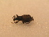  ( - GBOL_Col_FK_5164)  @12 [ ] CreativeCommons - Attribution Non-Commercial Share-Alike (2015) Unspecified SNSB, Zoologische Staatssammlung Muenchen