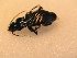  ( - GBOL_Col_FK_5170)  @12 [ ] CreativeCommons - Attribution Non-Commercial Share-Alike (2015) Unspecified SNSB, Zoologische Staatssammlung Muenchen
