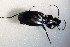  ( - GBOL_Col_FK_5186)  @12 [ ] CreativeCommons - Attribution Non-Commercial Share-Alike (2015) Unspecified SNSB, Zoologische Staatssammlung Muenchen