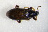  ( - GBOL_Col_FK_5215)  @13 [ ] CreativeCommons - Attribution Non-Commercial Share-Alike (2015) Unspecified SNSB, Zoologische Staatssammlung Muenchen