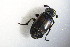  ( - GBOL_Col_FK_5222)  @12 [ ] CreativeCommons - Attribution Non-Commercial Share-Alike (2015) Unspecified SNSB, Zoologische Staatssammlung Muenchen