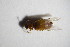  ( - GBOL_Col_FK_5241)  @11 [ ] CreativeCommons - Attribution Non-Commercial Share-Alike (2015) Unspecified SNSB, Zoologische Staatssammlung Muenchen