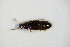  ( - GBOL_Col_FK_5266)  @11 [ ] CreativeCommons - Attribution Non-Commercial Share-Alike (2015) Unspecified SNSB, Zoologische Staatssammlung Muenchen