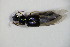  ( - GBOL_Col_FK_5267)  @11 [ ] CreativeCommons - Attribution Non-Commercial Share-Alike (2015) Unspecified SNSB, Zoologische Staatssammlung Muenchen