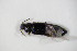  ( - GBOL_Col_FK_5268)  @11 [ ] CreativeCommons - Attribution Non-Commercial Share-Alike (2015) Unspecified SNSB, Zoologische Staatssammlung Muenchen