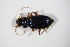 ( - GBOL_Col_FK_5273)  @12 [ ] CreativeCommons - Attribution Non-Commercial Share-Alike (2015) Unspecified SNSB, Zoologische Staatssammlung Muenchen