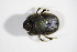  ( - GBOL_Col_FK_5281)  @13 [ ] CreativeCommons - Attribution Non-Commercial Share-Alike (2015) Unspecified SNSB, Zoologische Staatssammlung Muenchen