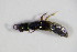  ( - GBOL_Col_FK_5297)  @12 [ ] CreativeCommons - Attribution Non-Commercial Share-Alike (2015) Unspecified SNSB, Zoologische Staatssammlung Muenchen