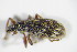  ( - GBOL_Col_FK_5298)  @13 [ ] CreativeCommons - Attribution Non-Commercial Share-Alike (2015) Unspecified SNSB, Zoologische Staatssammlung Muenchen