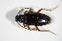  ( - GBOL_Col_FK_5309)  @13 [ ] CreativeCommons - Attribution Non-Commercial Share-Alike (2015) Unspecified SNSB, Zoologische Staatssammlung Muenchen