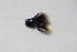  ( - GBOL_Col_FK_6279)  @11 [ ] CreativeCommons - Attribution Non-Commercial Share-Alike (2015) Unspecified SNSB, Zoologische Staatssammlung Muenchen