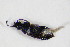  ( - GBOL_Col_FK_6285)  @12 [ ] CreativeCommons - Attribution Non-Commercial Share-Alike (2015) Unspecified SNSB, Zoologische Staatssammlung Muenchen