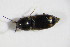  ( - GBOL_Col_FK_6300)  @11 [ ] CreativeCommons - Attribution Non-Commercial Share-Alike (2015) Unspecified SNSB, Zoologische Staatssammlung Muenchen