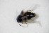  ( - GBOL_Col_FK_6320)  @12 [ ] CreativeCommons - Attribution Non-Commercial Share-Alike (2015) Unspecified SNSB, Zoologische Staatssammlung Muenchen
