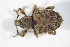  ( - GBOL_Col_FK_6324)  @12 [ ] CreativeCommons - Attribution Non-Commercial Share-Alike (2015) Unspecified SNSB, Zoologische Staatssammlung Muenchen