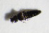  ( - GBOL_Col_FK_7416)  @12 [ ] CreativeCommons - Attribution Non-Commercial Share-Alike (2015) Unspecified SNSB, Zoologische Staatssammlung Muenchen