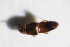  ( - GBOL_Col_FK_7422)  @12 [ ] CreativeCommons - Attribution Non-Commercial Share-Alike (2015) Unspecified SNSB, Zoologische Staatssammlung Muenchen