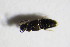  ( - GBOL_Col_FK_7436)  @12 [ ] CreativeCommons - Attribution Non-Commercial Share-Alike (2015) Unspecified SNSB, Zoologische Staatssammlung Muenchen