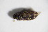  ( - GBOL_Col_FK_7454)  @11 [ ] CreativeCommons - Attribution Non-Commercial Share-Alike (2015) Unspecified SNSB, Zoologische Staatssammlung Muenchen