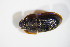  ( - GBOL_Col_FK_7455)  @11 [ ] CreativeCommons - Attribution Non-Commercial Share-Alike (2015) Unspecified SNSB, Zoologische Staatssammlung Muenchen