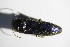  ( - GBOL_Col_FK_7500)  @11 [ ] CreativeCommons - Attribution Non-Commercial Share-Alike (2015) Unspecified SNSB, Zoologische Staatssammlung Muenchen