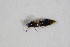  ( - GBOL_Col_FK_7518)  @12 [ ] CreativeCommons - Attribution Non-Commercial Share-Alike (2015) Unspecified SNSB, Zoologische Staatssammlung Muenchen