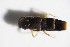  ( - GBOL_Col_FK_7539)  @12 [ ] CreativeCommons - Attribution Non-Commercial Share-Alike (2015) Unspecified SNSB, Zoologische Staatssammlung Muenchen