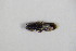  ( - GBOL_Col_FK_7572)  @12 [ ] CreativeCommons - Attribution Non-Commercial Share-Alike (2015) Unspecified SNSB, Zoologische Staatssammlung Muenchen