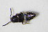  ( - GBOL_Col_FK_7589)  @11 [ ] CreativeCommons - Attribution Non-Commercial Share-Alike (2015) Unspecified SNSB, Zoologische Staatssammlung Muenchen