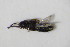  ( - GBOL_Col_FK_7591)  @11 [ ] CreativeCommons - Attribution Non-Commercial Share-Alike (2015) Unspecified SNSB, Zoologische Staatssammlung Muenchen