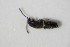  ( - GBOL_Col_FK_7593)  @11 [ ] CreativeCommons - Attribution Non-Commercial Share-Alike (2015) Unspecified SNSB, Zoologische Staatssammlung Muenchen