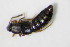  ( - GBOL_Col_FK_7595)  @12 [ ] CreativeCommons - Attribution Non-Commercial Share-Alike (2015) Unspecified SNSB, Zoologische Staatssammlung Muenchen