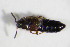  (Euryusa castanoptera - GBOL_Col_FK_7599)  @14 [ ] CreativeCommons - Attribution Non-Commercial Share-Alike (2015) Unspecified SNSB, Zoologische Staatssammlung Muenchen