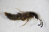  ( - GBOL_Col_FK_0778)  @12 [ ] CreativeCommons - Attribution Non-Commercial Share-Alike (2015) Unspecified SNSB, Zoologische Staatssammlung Muenchen