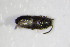  ( - GBOL_Col_FK_0783)  @12 [ ] CreativeCommons - Attribution Non-Commercial Share-Alike (2015) Unspecified SNSB, Zoologische Staatssammlung Muenchen