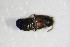  ( - GBOL_Col_FK_0819)  @12 [ ] CreativeCommons - Attribution Non-Commercial Share-Alike (2015) Unspecified SNSB, Zoologische Staatssammlung Muenchen