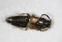  ( - GBOL_Col_FK_0842)  @11 [ ] CreativeCommons - Attribution Non-Commercial Share-Alike (2015) Unspecified SNSB, Zoologische Staatssammlung Muenchen