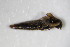  ( - GBOL_Col_FK_0888)  @11 [ ] CreativeCommons - Attribution Non-Commercial Share-Alike (2015) Unspecified SNSB, Zoologische Staatssammlung Muenchen