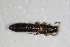  ( - GBOL_Col_FK_0940)  @12 [ ] CreativeCommons - Attribution Non-Commercial Share-Alike (2015) Unspecified SNSB, Zoologische Staatssammlung Muenchen