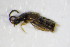  ( - GBOL_Col_FK_0950)  @11 [ ] CreativeCommons - Attribution Non-Commercial Share-Alike (2015) Unspecified SNSB, Zoologische Staatssammlung Muenchen