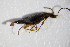  ( - GBOL_Col_FK_4120)  @12 [ ] CreativeCommons - Attribution Non-Commercial Share-Alike (2015) Unspecified SNSB, Zoologische Staatssammlung Muenchen