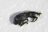  (Aizobius - GBOL_Col_FK_4159)  @13 [ ] CreativeCommons - Attribution Non-Commercial Share-Alike (2015) Unspecified SNSB, Zoologische Staatssammlung Muenchen