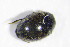  ( - GBOL_Col_FK_4165)  @11 [ ] CreativeCommons - Attribution Non-Commercial Share-Alike (2015) Unspecified SNSB, Zoologische Staatssammlung Muenchen